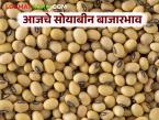 Soybean Bajar Bhav : सोयाबीन बाजारात चढ-उतार; आज कुठे वाढ, कुठे घट? वाचा सविस्तर - Marathi News | latest news Soybean Bajar Bhav: Soybean market ups and downs; Where is the increase, where is the decrease today? Read in detail | Latest market-yard News at Lokmat.com