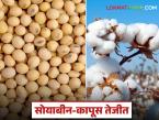 soybean cotton rate : सोयाबीन-कापसाला जबरदस्त उठाव; दर पुन्हा वधारले - Marathi News | latest news soybean cotton rate: Soybean-cotton price hiked; prices increased again | Latest market-yard News at Lokmat.com