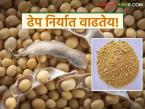Soybean Market : जागतिक बाजारातून दिलासा; ढेप निर्यातीमुळे सोयाबीनला आधार - Marathi News | latest news Soybean Market: Relief from global market; Soybean supported by surplus exports | Latest market-yard News at Lokmat.com