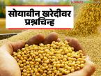 Soybean Kharedi : सोयाबीन एमएसपी फक्त नावापुरतीच? नाफेड आणि एनसीसीएफच्या केंद्रांवर नेमकं बिनसलं कुठे? - Marathi News | latest news Soybean Kharedi : Is soybean MSP just in name? Where is the real price at NAFED and NCCF centers? | Latest market-yard News at Lokmat.com