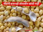 Soybean Kharedi : नोंदणी करूनही सोयाबीन खरेदी नाही; काय आहे कारण वाचा सविस्तर - Marathi News | latest news Soybean Kharedi: Soybean is not purchased despite registration; Read the reason in detail | Latest farming-ideas News at Lokmat.com
