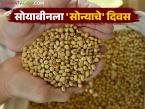 Soybean Market : सोयाबीन दरात जबरदस्त उसळी; शेतकऱ्यांना मोठा धक्का की दिलासा? - Marathi News | latest news Soybean Market: Huge jump in soybean prices; Big shock or relief for farmers? | Latest market-yard News at Lokmat.com