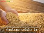 Soybean Market : सोयाबीन बाजारात विक्रीला 'ब्रेक'; काय आहे कारण वाचा सविस्तर - Marathi News | latest news Soybean Market: Sales in the soybean market 'break'; What is the reason? Read in detail | Latest market-yard News at Lokmat.com