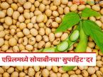 Soybean Market : सोयाबीनने घेतली झेप; ६ हजार पार दर, अजून वाढणार का? - Marathi News | latest news Soybean Market: Soybean has taken a leap; Price of 6 thousand rupees, will it increase further? | Latest market-yard News at Lokmat.com