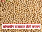 Soybean Bajar Bhav : सोयाबीनला विक्रमी तेजी; अनेक बाजारात ७ हजार पार भाव - Marathi News | latest news Soybean BajarBhav: Soybean prices hit record high; Prices cross 7 thousand paise in many markets | Latest market-yard News at Lokmat.com