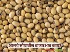 Soybean Bajar Bhav : आवक घटली, दरांना आधार; सोयाबीन बाजाराचा आजचा आढावा वाचा सविस्तर - Marathi News | latest news Soybean Bajar Bhav: Arrivals decrease, prices support; Read today's review of soybean market in detail | Latest market-yard News at Lokmat.com