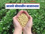 Soybean Bajar Bhav : पिवळ्या सोयाबीनला डिमांड; जाणून घ्या आजचे बाजारभाव सविस्तर - Marathi News | latest news Soybean Bajar Bhav : Demand for yellow soybeans; Know today's market prices in detail | Latest market-yard News at Lokmat.com