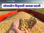 Soybean Seed Market : सोयाबीन सिड्सची आवक घटली; दर सुधारले आहेत का? वाचा सविस्तर - Marathi News | latest news Soybean Seed Market: Soybean seed arrivals have decreased; have prices improved? Read in detail | Latest market-yard News at Lokmat.com