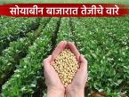 Soybean Market : सोयाबीन दर अचानक वाढले; कारण काय? वाचा सविस्तर - Marathi News | latest news Soybean Market: Soybean prices suddenly increased; What is the reason? Read in detail | Latest market-yard News at Lokmat.com
