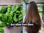 टक्कल पडायची आता वाटणार नाही भीती; केसांच्या वाढीसाठी 'हे' आहे सुपरफूड, ठरेल वरदान - Marathi News | benefits spinach for hair growth and stop hairfall how to use this superfood | Latest sakhi Photos at Lokmat.com