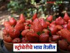 गेल्या वर्षीच्या तुलनेत स्ट्रॉबेरीच्या दरात मोठी वाढ; वाचा किलोला काय मिळतोय दर? - Marathi News | Strawberry prices have increased significantly compared to last year; Read what price is being paid per kilo? | Latest market-yard News at Lokmat.com