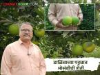 डाळिंबवाल्या अशोकरावांना मोसंबीची गोडी; विना मशागत तंत्राने बागेत अर्धा-अर्धा किलो फळांची जोडी - Marathi News | Pomegranate farmer Ashokrao enjoys the sweetness of the citrus; A pair of half-a-kilogram fruits in the garden without tillage techniques | Latest success-story News at Lokmat.com