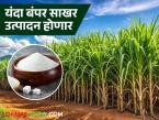 देशात ३२५ कारखान्यांचे गाळप सुरू; यंदा किती साखर उत्पादन होणार? काय आहे अंदाज? - Marathi News | Crushing of 325 factories in the country has started; How much sugar will be produced this year? What is the estimate? | Latest farming-ideas News at Lokmat.com