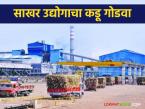 Sugarcane Factory : उसाला कमी भाव, मजुरांना सुविधा नाही; नांदेडच्या साखर उद्योगाचा कडू गोडवा वाचा सविस्तर - Marathi News | latest news Sugarcane Factory: Low price of sugarcane, no facilities for laborers; Read the bittersweet story of Nanded's sugar industry in detail | Latest farming-ideas News at Lokmat.com