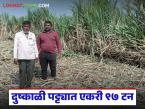 दुष्काळी माण तालुक्यात ८६०३२ उसाची कमाल; ३ एकर क्षेत्रात घेतले २९२ टन विक्रमी ऊस उत्पादन - Marathi News | Drought hit Man taluka produces a record 86032 sugarcane; 292 tons of sugarcane harvested in 3 acres of land | Latest success-story News at Lokmat.com