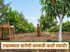 Summer Orchard Management : उन्हाळ्यातही फळबाग राहील हिरवीगार; करा 'हे' ५ महत्त्वाचे उपाय - Marathi News | latest news Summer Orchard Management: The orchard will remain green even in summer; Take these 5 important measures | Latest smart-farming News at Lokmat.com