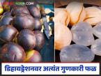उन्हाळ्यातील डिहायड्रेशनवर 'हे' फळ ठरतंय अंत्यत गुणकारी; जाणून घ्या सविस्तर - Marathi News | This fruit is extremely effective in treating dehydration in summer; know in detail | Latest farming-ideas News at Lokmat.com