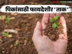 पिकांवरील कीड नियंत्रणासाठी ताक हा नैसर्गिक आणि प्रभावी उपाय, वाचा सविस्तर  - Marathi News | Latest News Buttermilk is natural and effective remedy for controlling pests on crops, read in detail | Latest smart-farming News at Lokmat.com