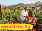 उच्चशिक्षित युवकाने करून दाखवलं, अर्ध्या एकर टोमॅटो लागवडीतून मिळविले 4 लाखांचे उत्पादन - Marathi News | Latest News yield of 4 lakhs from half an acre of tomato cultivation by youth Farmer | Latest success-story News at Lokmat.com