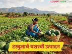 Tarbuj Farming : आधुनिक शेतीचा प्रयोग, क्षारयुक्त जमिनीत टरबुजाचे यशस्वी उत्पादन, एकरात लाखोचे उत्पन्न - Marathi News | Latest news Modern farming experiment, successful production of watermelon in saline soil, income of lakhs per acre | Latest success-story News at Lokmat.com