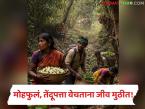 Tendu Patta Season : जंगलात काम की मृत्यूचा धोका? मोहफुलं-तेंदूपत्ता वेचताना भीतीचं सावट - Marathi News | latest news Tendu Patta Season: Work in the forest or the risk of death? Fear looms while picking Mohafula-Tendupatta | Latest farming-ideas News at Lokmat.com