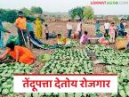तेंदूपत्ता देतोय दीड महिन्याचा रोजगार, ग्रामीण भागातील कुटुंबांना आधार, वाचा सविस्तर  - Marathi News | Latest News Tendu leaves are providing employment for one months, support to families in rural areas, read in detail | Latest farming-ideas News at Lokmat.com