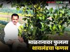 माळरानावर केली फणसाची शेती; वर्षातून सलग आठ महिने उत्पन्न देणाऱ्या थायलंड फणसाचा प्रयोग यशस्वी - Marathi News | Jackfruit farming done on barren land; Experiment with Thailand jackfruit, which yields continuously for eight months of the year, successful | Latest success-story News at Lokmat.com