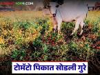 टोमॅटोला पाच रुपये प्रति किलोचा दर, शेतकऱ्यांनो अख्ख्या शेतात सोडली गुरे, वाचा सविस्तर  - Marathi News | Latest News Tomato price is Rs 5 per kg, farmers leave cattle in the entire field, read in detail | Latest farming-ideas News at Lokmat.com