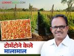 एकरात ५० टन टोमॅटो, निव्वळ नफा ६ लाखांवर; वाचा शहापूरचा शेतकरी कसा करतो टोमॅटोची शेती? - Marathi News | 50 tons of tomatoes per acre, net profit of 6 lakhs; Read how a farmer from Shahapur cultivates tomatoes? | Latest success-story News at Lokmat.com