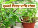 Tulshi Vivah : तुळशीचे लग्न का लावतात? जाणून घेऊयात तुळशी विवाहाची परंपरा आणि कथा - Marathi News | Latest News tulshiche lagn what is tradition and story of Tulsi vihah see details | Latest farming-ideas News at Lokmat.com