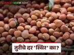 tur bajar bhav : तूर शेतकऱ्यांसाठी मोठी अपडेट; मे महिन्यात भाव कुठे जाणार? - Marathi News | latest news Tur bajar bhav: Big update for tur farmers; Where will the prices go in May? | Latest market-yard News at Lokmat.com