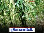 Tur Crop: तुरीचा उतारा कोसळला; काय आहे कारण जाणून घ्या - Marathi News | latest news Tur Crop: Tur crop collapses; know the reason | Latest farming-ideas News at Lokmat.com