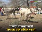 'कार्तिक एकादशी'ला वाखरीच्या बाजारात पाच हजारांहून अधिक जनावरे दाखल; किंमती वधारलेल्या - Marathi News | More than five thousand animals entered the cattle market on 'Kartik Ekadashi'; Prices increased | Latest agri-business News at Lokmat.com