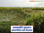अवकाळीचे थैमान; भात कापला तरी नुकसान अन् नाही कापला तरी नुकसान - Marathi News | Unseasonal rains; loss even if rice is harvested, loss even if not harvested | Latest farming-ideas News at Lokmat.com
