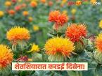 रब्बीतील करडई उत्पादनाकडे शेतकऱ्यांनी फिरवली पाठ; वाचा काय आहेत कारणे - Marathi News | Farmers turned their backs on safflower production in Rabi; Read the reasons | Latest farming-ideas News at Lokmat.com
