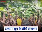 Banana Farming : केळी बागेत उष्णतेचा ताण कमी कसा करायचा, 'हे' सहा उपाय दर्जेदार उत्पादन वाढवतील! - Marathi News | Latest news Banana crop Management How to reduce heat stress in banana orchards, these six solutions | Latest smart-farming News at Lokmat.com