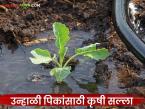 पीक करपणार नाही, जमीन ओली राहील, असे करा उन्हाळी पिकांसाठी प्रभावी सिंचन व्यवस्थापन  - Marathi News | Latest News agriculture News Effective irrigation management for summer crops | Latest smart-farming News at Lokmat.com