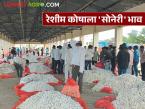 Reshim Market : रेशीम शेतीचा बंपर फायदा; रेशीम कोषाला 'सोनेरी' भाव वाचा सविस्तर - Marathi News | latest news Reshim Market: Bumper benefit of silk farming; 'Golden' price for silkworms Read in detail | Latest market-yard News at Lokmat.com
