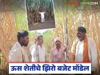 फक्त २० हजार रुपयांच्या खर्चात घेतले १२० टन उसाचे विक्रमी उत्पादन; कशी केली किमया? वाचा सविस्तर - Marathi News | Record production of 120 tons of sugarcane was achieved at a cost of just Rs 20,000; How did the alchemy work? Read in detail | Latest success-story News at Lokmat.com