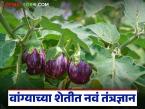 वांग्याच्या शेतीत ICAR-IIVR ने शाश्वत IPDM तंत्रज्ञान विकसित, खर्च 50 टक्क्यांनी कमी होईल! - Marathi News | Latest news ICAR-IIVR develops sustainable IPDM technology in brinjal farming, cost will be reduced by 50 percent | Latest smart-farming News at Lokmat.com