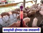वराहांची होणार रक्त तपासणी; 'क्लासिक स्वाइन फिव्हर' नियंत्रणासाठी पशुसंवर्धन विभागाने घेतला निर्णय - Marathi News | Blood tests of boars will be conducted; Animal Husbandry Department has taken a decision to control 'Classic Swine Fever' | Latest farming-ideas News at Lokmat.com