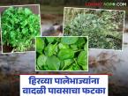 Vegetable Market : वादळी पावसाचा फटका; हिरव्या पालेभाज्या मातीमोल दरात - Marathi News | latest news Vegetable Market: Stormy rain hits; Green leafy vegetables at rock-bottom prices | Latest market-yard News at Lokmat.com