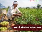 Agriculture News : कमी खर्चात, कमी पाण्यात येणाऱ्या पिकांकडे वाढता कल, भगरीचे पीक फायदेशीर - Marathi News | Latest news Growing trend towards low-cost, low-water crops, bhagri crop profitable | Latest farming-ideas News at Lokmat.com