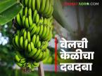 दक्षिण भारतात पिकणाऱ्या वेलची केळीसाठी महाराष्ट्रातील 'हे' गाव होत आहे प्रसिद्ध - Marathi News | This village in Maharashtra is becoming famous for its velchi bananas, which are grown in South India | Latest farming-ideas News at Lokmat.com