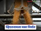 Maka Export : लासलगावहुन 15 हजार टन मका थेट व्हिएतनामला पाठवला, काय भाव मिळाला? - Marathi News | Latest News Maka Export 15 thousand tons of maize was sent directly to Vietnam from Lasalgaon, see details price | Latest market-yard News at Lokmat.com