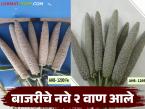 मराठवाडा कृषी विद्यापीठाचे बाजरी पिकात मोठे यश; लोहाचे प्रमाण अधिक असणाऱ्या 'या' दोन वाणांना मान्यता - Marathi News | Marathwada Agricultural University achieves great success in pearl millet cultivation; These two varieties with high iron content approved | Latest smart-farming News at Lokmat.com