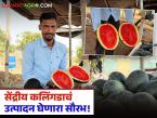 Saurabh Khutwad : एमपीएससी सोडली, सेंद्रीय शेती सुरू केली; सेंद्रीय कलिंगडाचं उत्पादन घेत शेतातूनच विक्री करणारा सौरभ - Marathi News | Saurabh Khutwad Left MPSC, started organic farming; Saurabh, who produces organic watermelon and sells it from the farm itself | Latest success-story News at Lokmat.com