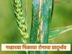 Wheat Crop Disease : गव्हाच्या पिकावर रोगाचा प्रादुर्भाव; शेतकऱ्यांनी वेळीच सावध व्हा! - Marathi News | latest news Wheat Crop Disease: Outbreak of disease in wheat crop; Farmers should be alert in time! | Latest farming-ideas News at Lokmat.com