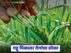Wheat Crop Management : गहू पिकावरील प्रमुख रोग कोणते? जाणून घ्या प्रभावी उपाययोजना - Marathi News | latest news Wheat Crop Management: What are the major diseases of wheat crop? Know effective measures | Latest smart-farming News at Lokmat.com