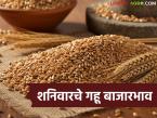 Wheat Market Update : गहू दरात चढ-उतार; कुठे फायदा, कुठे तोटा? - Marathi News | latest news Wheat Market Update: Fluctuations in wheat prices; Where is the profit, where is the loss? | Latest market-yard News at Lokmat.com